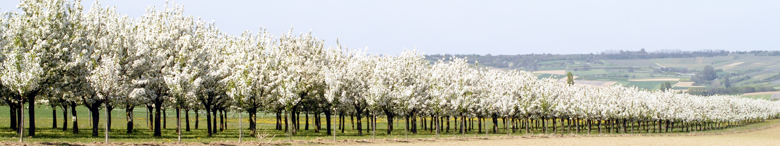 Blühende Obstbaumanlage ©DLR